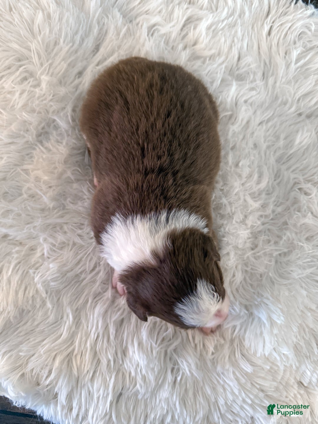 Border Collie dogs for sale: Porsche  - Ad 3