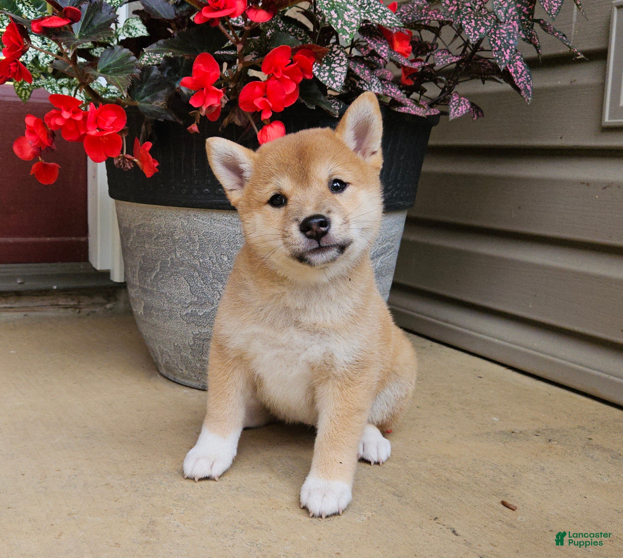 Shiba Inu dogs Hazel - Ad 2