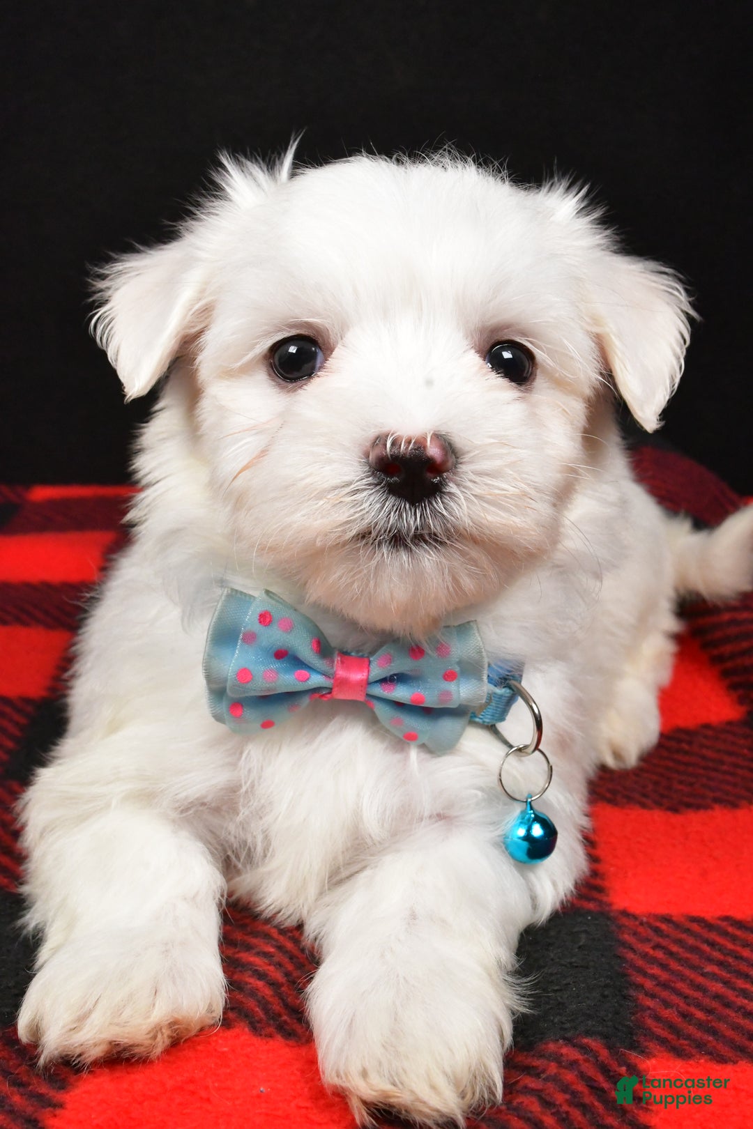 Maltese dogs for sale: Marley - Ad 6