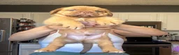 Dogue De Bordeaux dogs for sale: Dogue De Bordeaux Puppy 5 - Ad 27