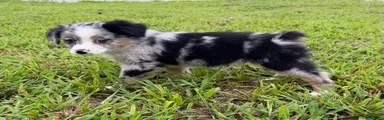 Miniature Australian Shepherd 2