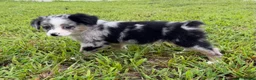 Miniature Australian Shepherd dogs for sale: Miniature Australian Shepherd 2 - Ad 1