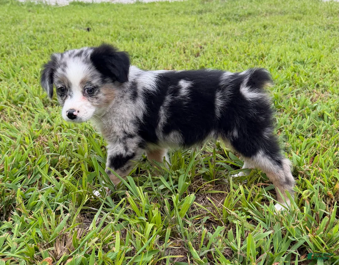 Miniature Australian Shepherd dogs for sale: Miniature Australian Shepherd 2 - Ad 1