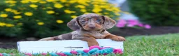 Miniature Dachshund dogs for sale: Precious - Ad 8