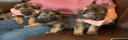 German Shepherd dogs for sale: German Shepherd 2 - Ad 2