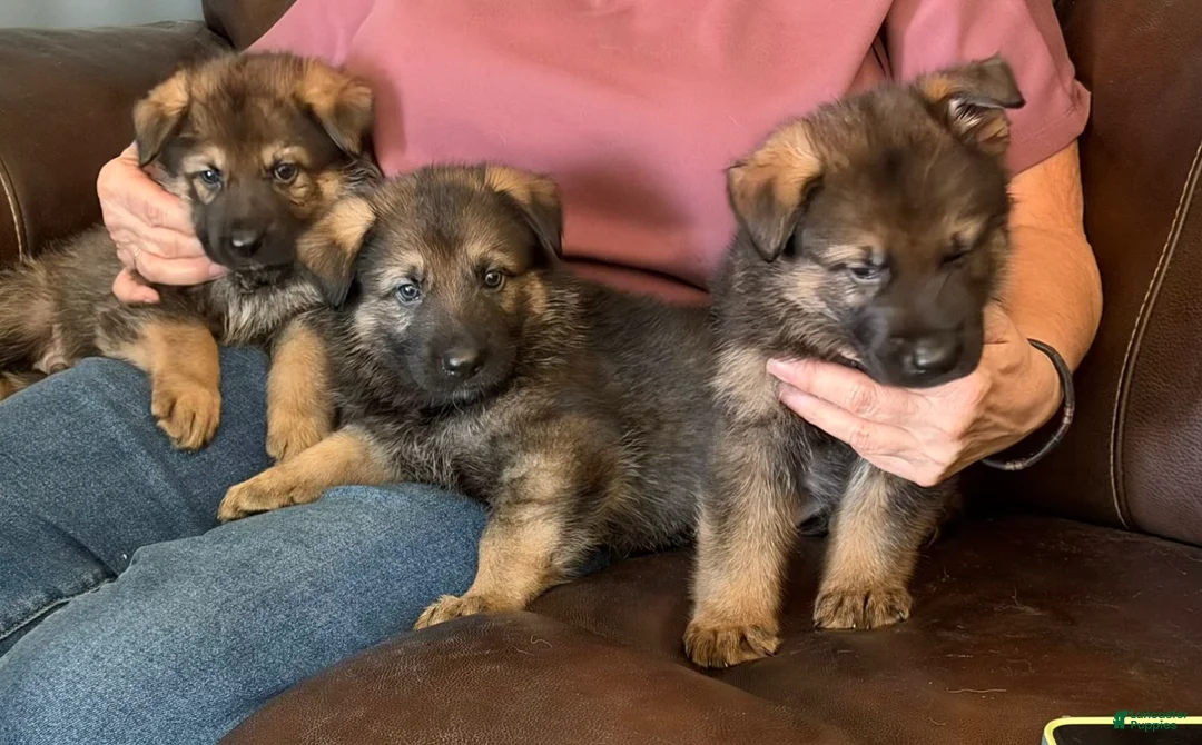 German Shepherd dogs for sale: German Shepherd 2 - Ad 2