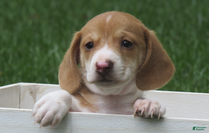 Miniature Dachshund dogs Smores - Ad 2