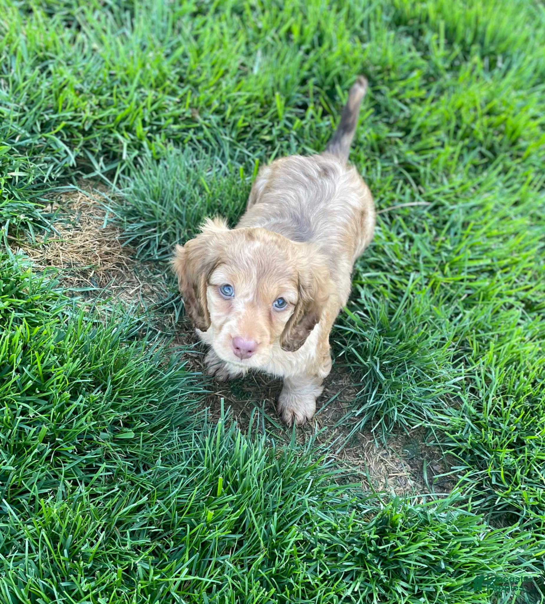 Miniature Dachshund dogs Gemma - Ad 42