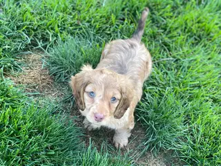 Miniature Dachshund dogs Gemma - Ad 42