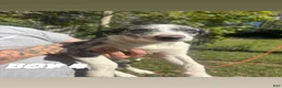 Australian Shepherd dogs for sale: Australian Shepherd 1 - Ad 1