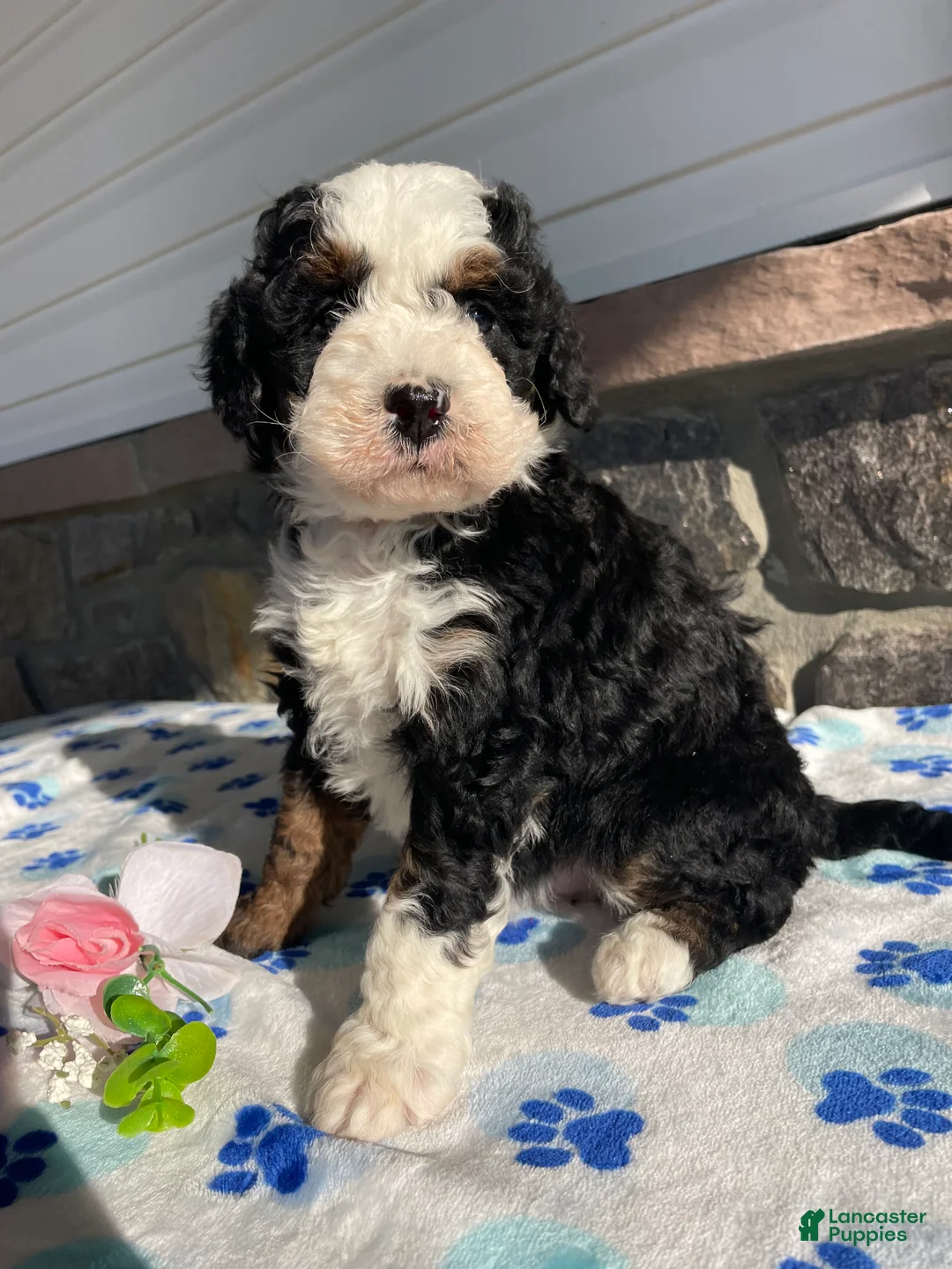 Mini Bernedoodle dogs for sale: Clover - Ad 1