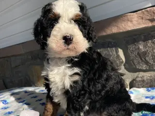 Mini Bernedoodle dogs Clover - Ad 30