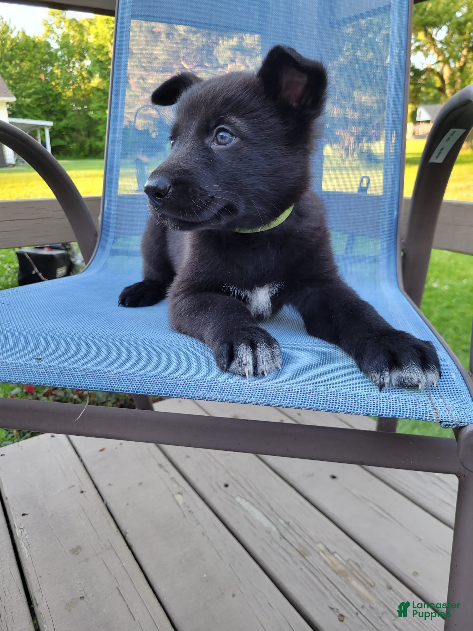 Mixed Breed dogs Loki - Ad 1