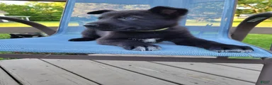 Loki