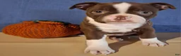 Boston Terrier dogs for sale: Iris - Ad 6