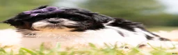 Shih Tzu dogs for sale: Zoa - Ad 4
