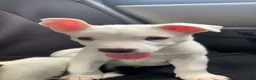 Pitsky dogs for sale: Pitsky 2 - Ad 1