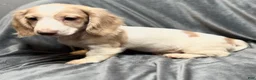 Miniature Dachshund dogs for sale: Jack - Ad 3