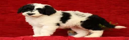 Sheepadoodle dogs for sale: Diesel - Ad 3