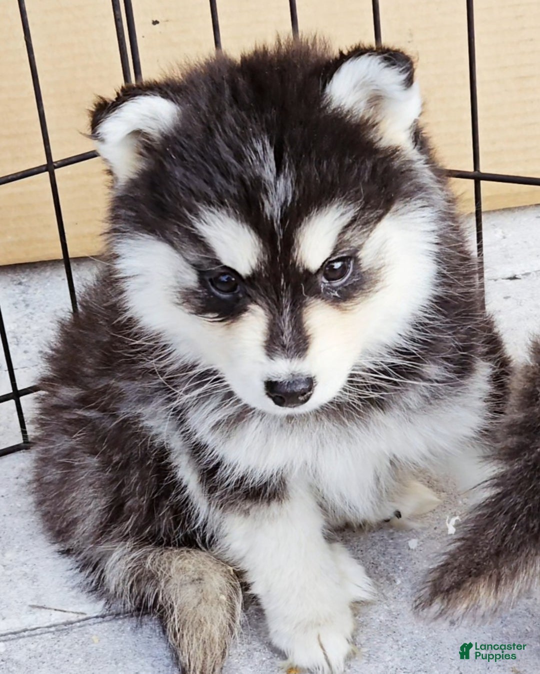 Pomsky dogs for sale: Ally - Ad 6