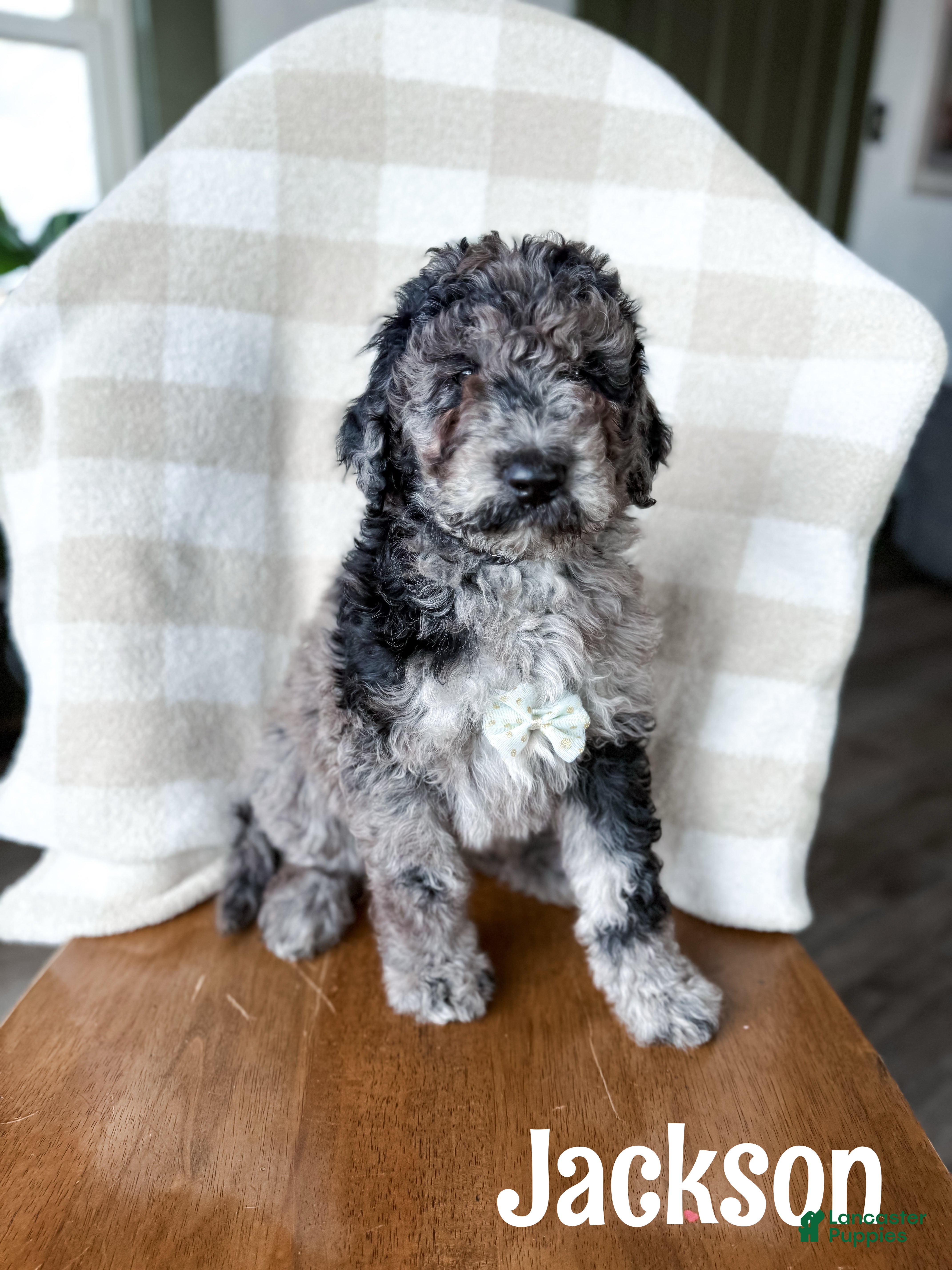 Aussiedoodle dogs Jackson - Ad 24