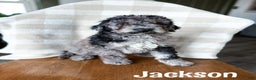 Aussiedoodle dogs for sale: Jackson - Ad 1