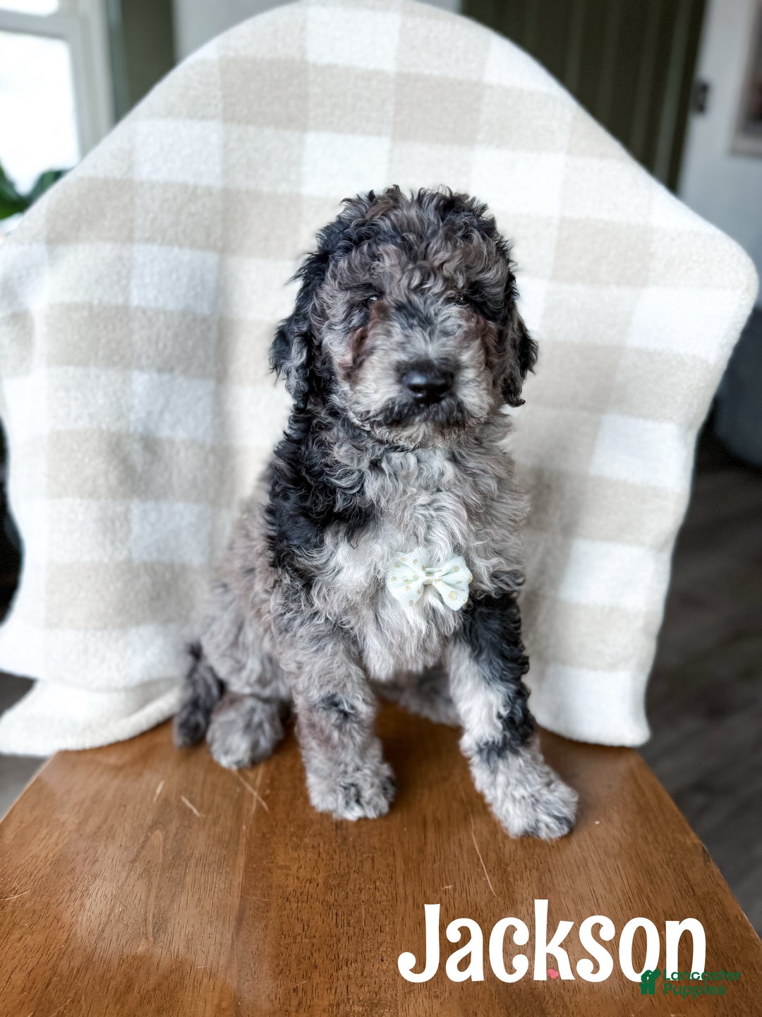 Aussiedoodle dogs for sale: Jackson - Ad 1