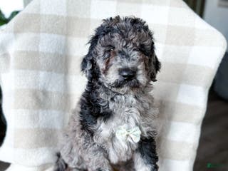 Aussiedoodle dogs Jackson - Ad 29