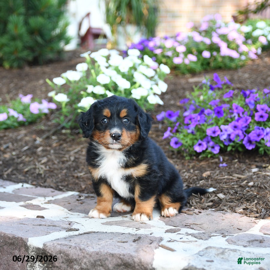 Mini Bernedoodle dogs Philip - Ad 1