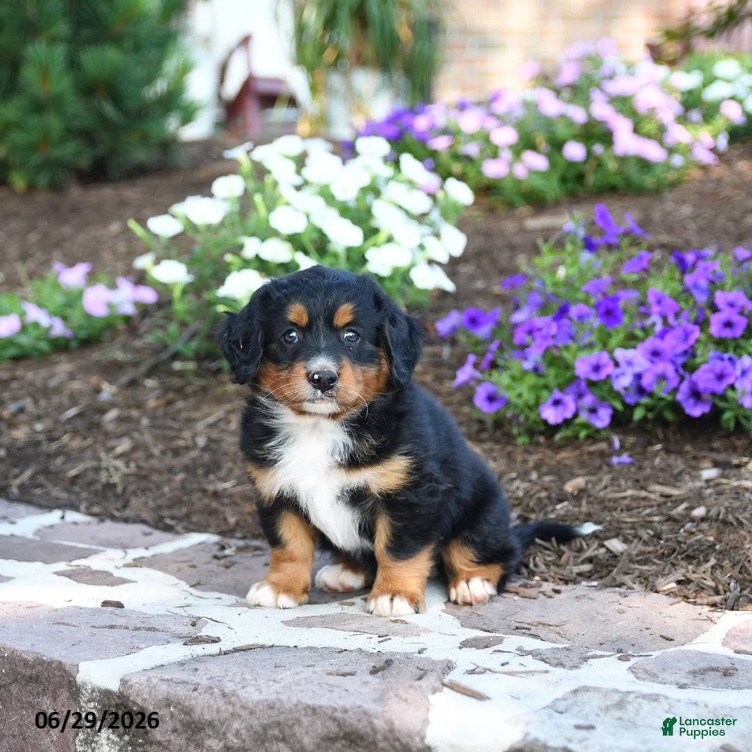 Mini Bernedoodle dogs for sale: Philip - Ad 1