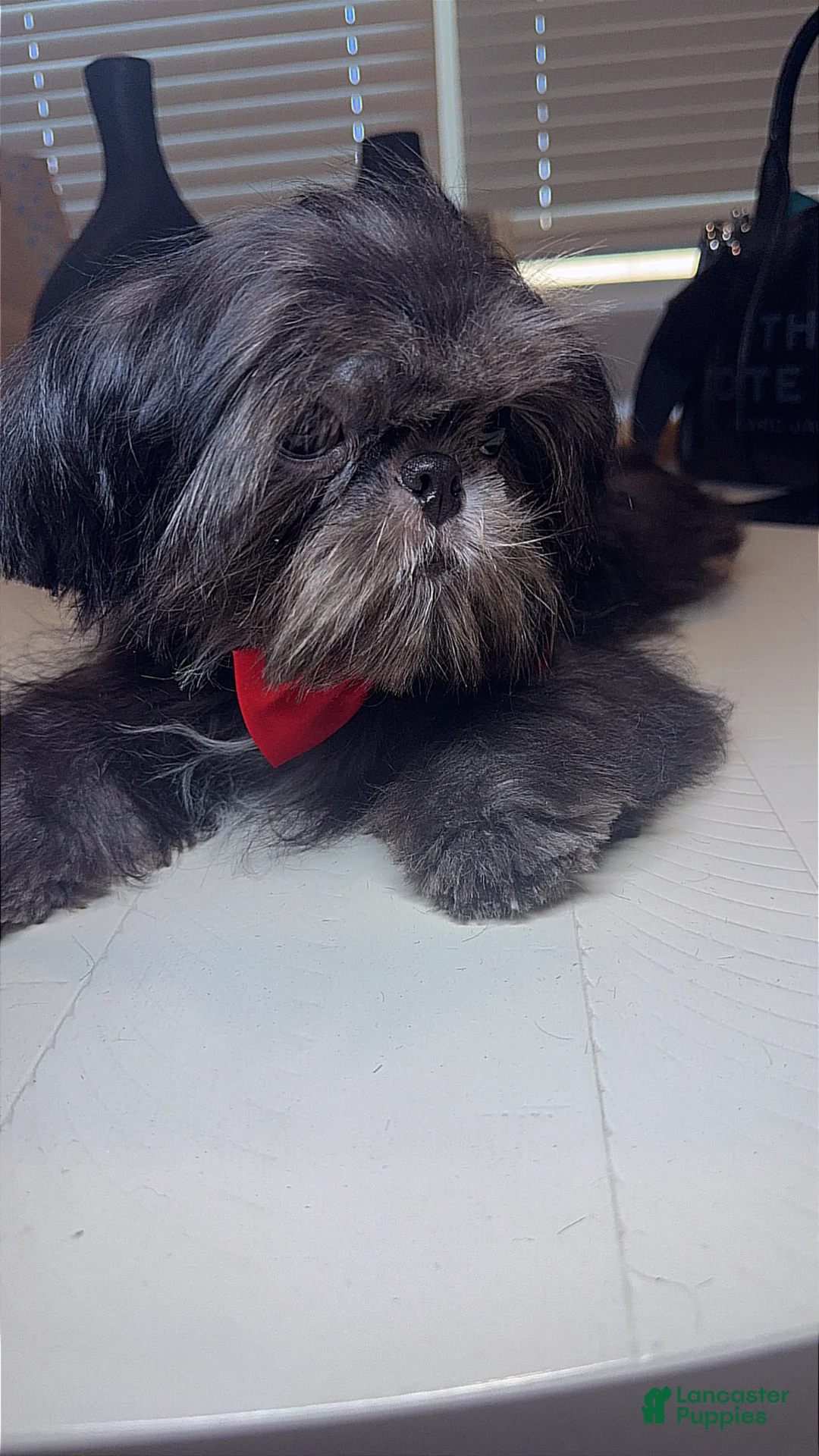 Shih Tzu dogs for sale: AKC Keith - Ad 5