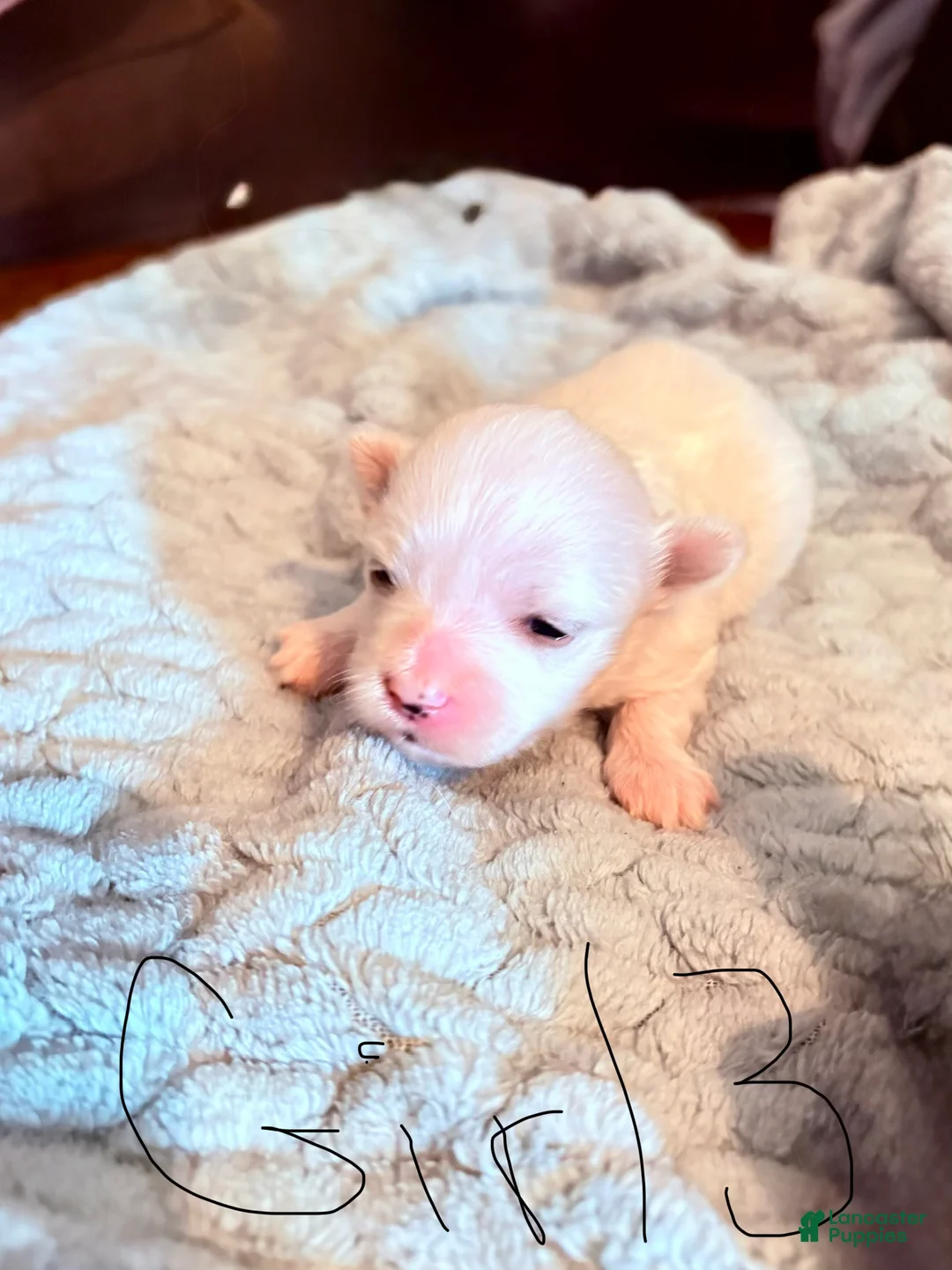 Maltese dogs for sale: Lindy  - Ad 1