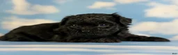 Pekapoo dogs for sale: Jasmine - Ad 3