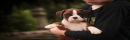 Boxer dogs for sale: Tressa - Ad 9