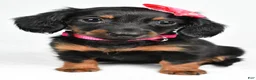 Miniature Dachshund dogs for sale: Maddie - Ad 8