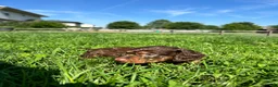 Miniature Dachshund dogs for sale: Dunkin - Ad 8