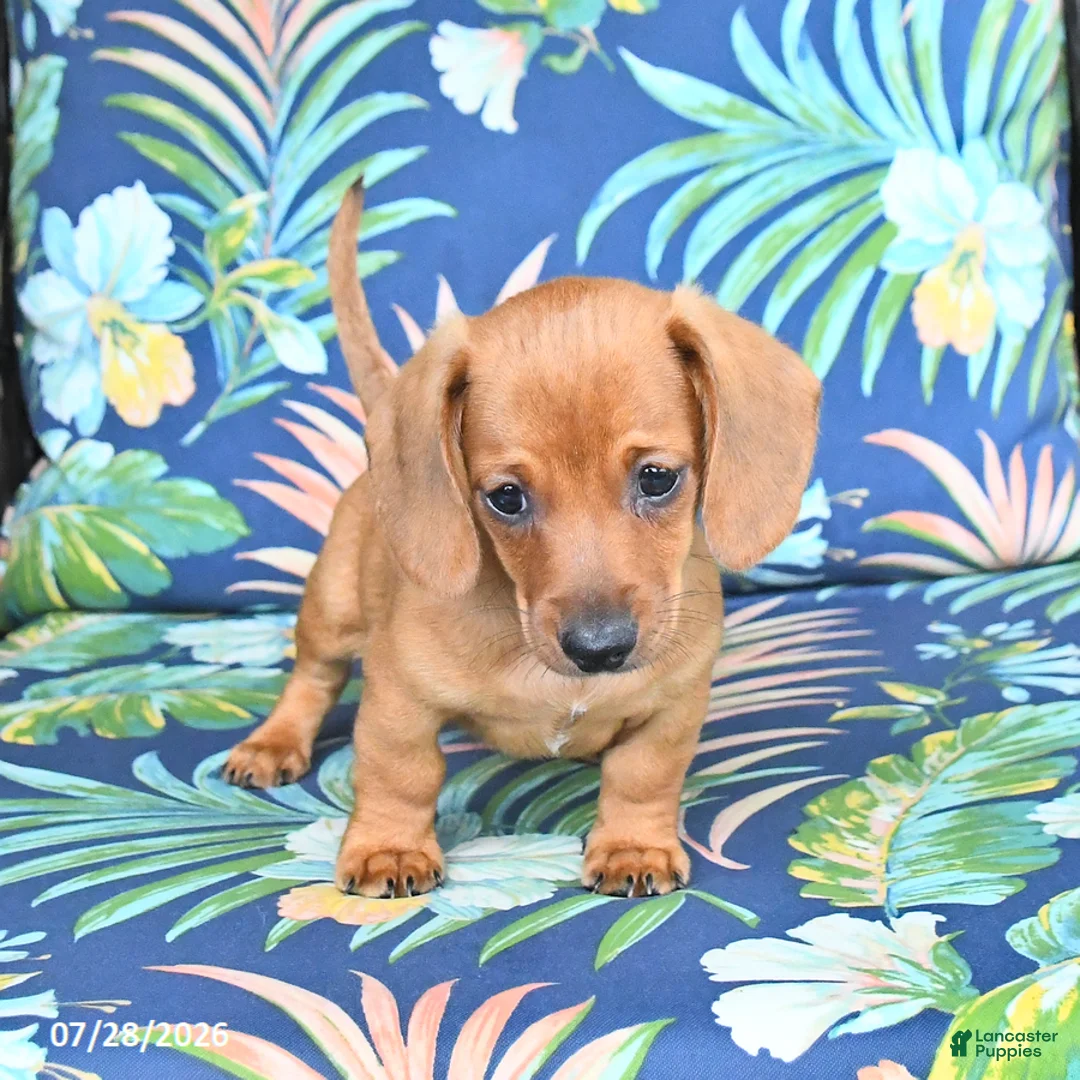 Miniature Dachshund dogs for sale: Jasper - Ad 5