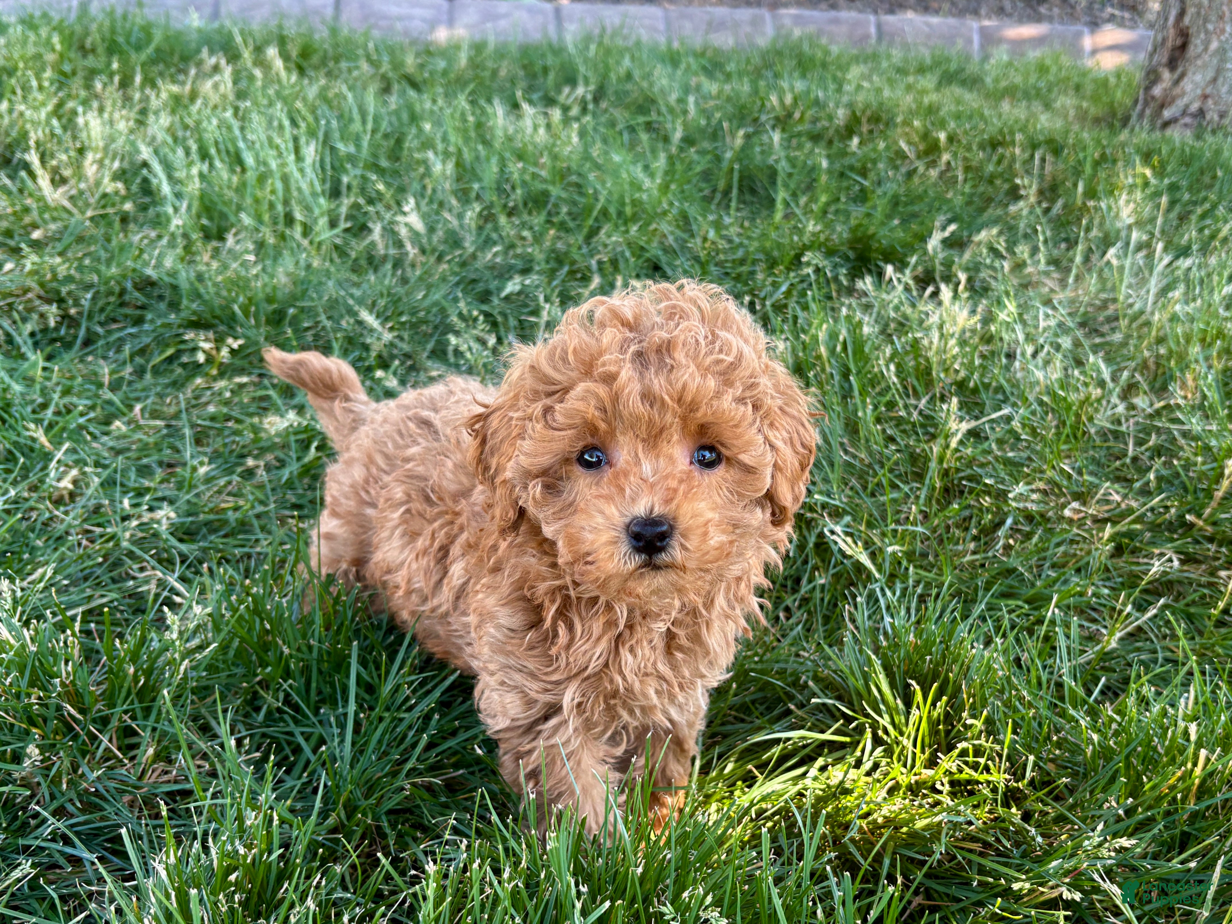 Maltipoo dogs for sale: Ada - Ad 10
