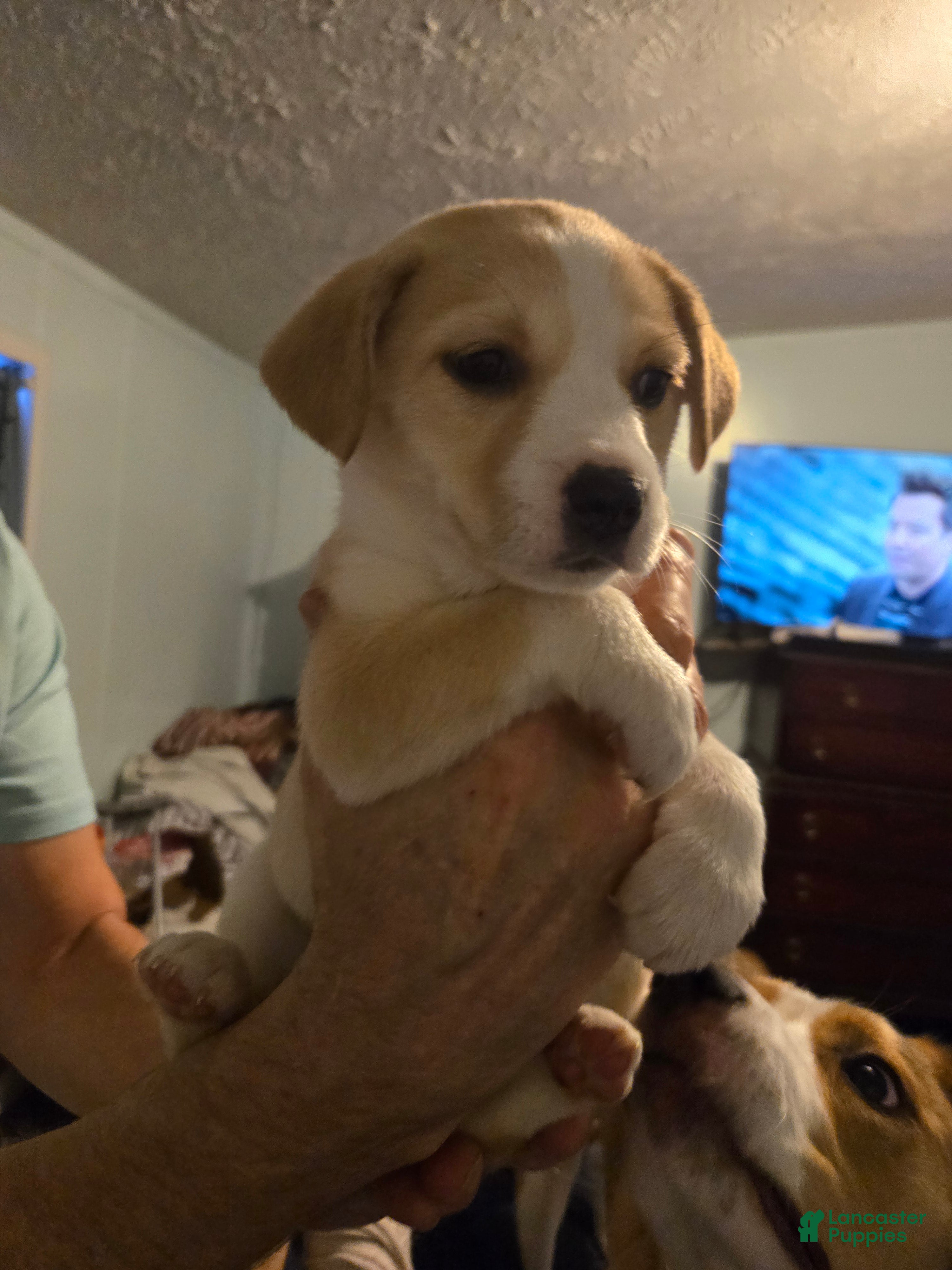 Mixed Breed dogs SHUGA - Ad 2