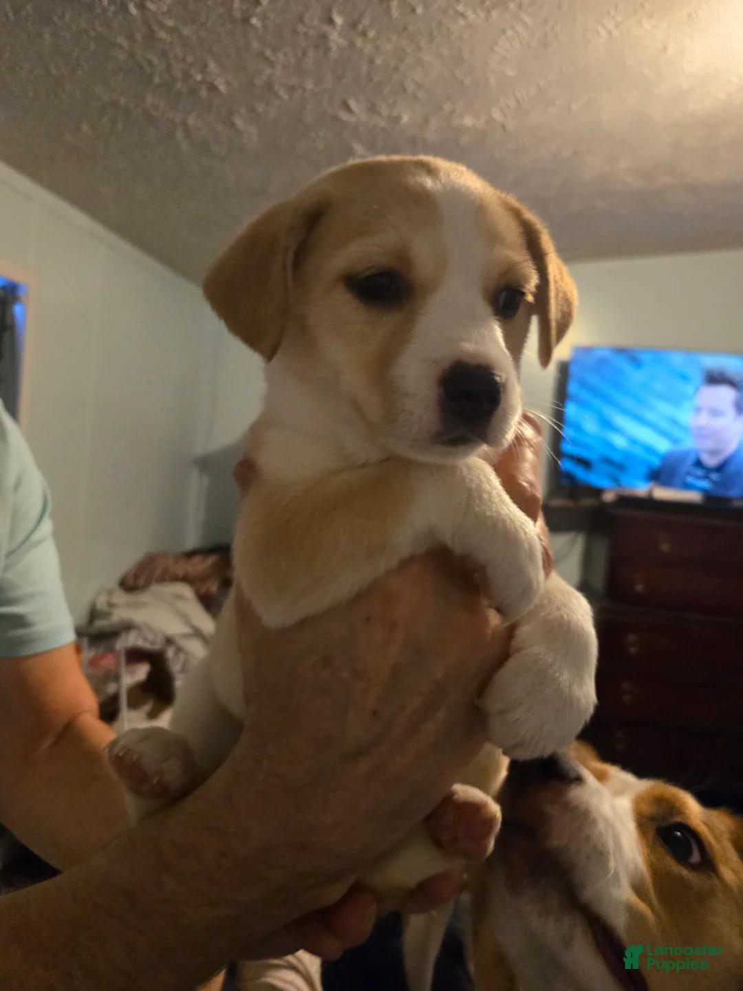 Mixed Breed dogs for sale: SHUGA - Ad 2