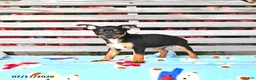 Miniature Pinscher dogs for sale: Jenna   extra small - Ad 2