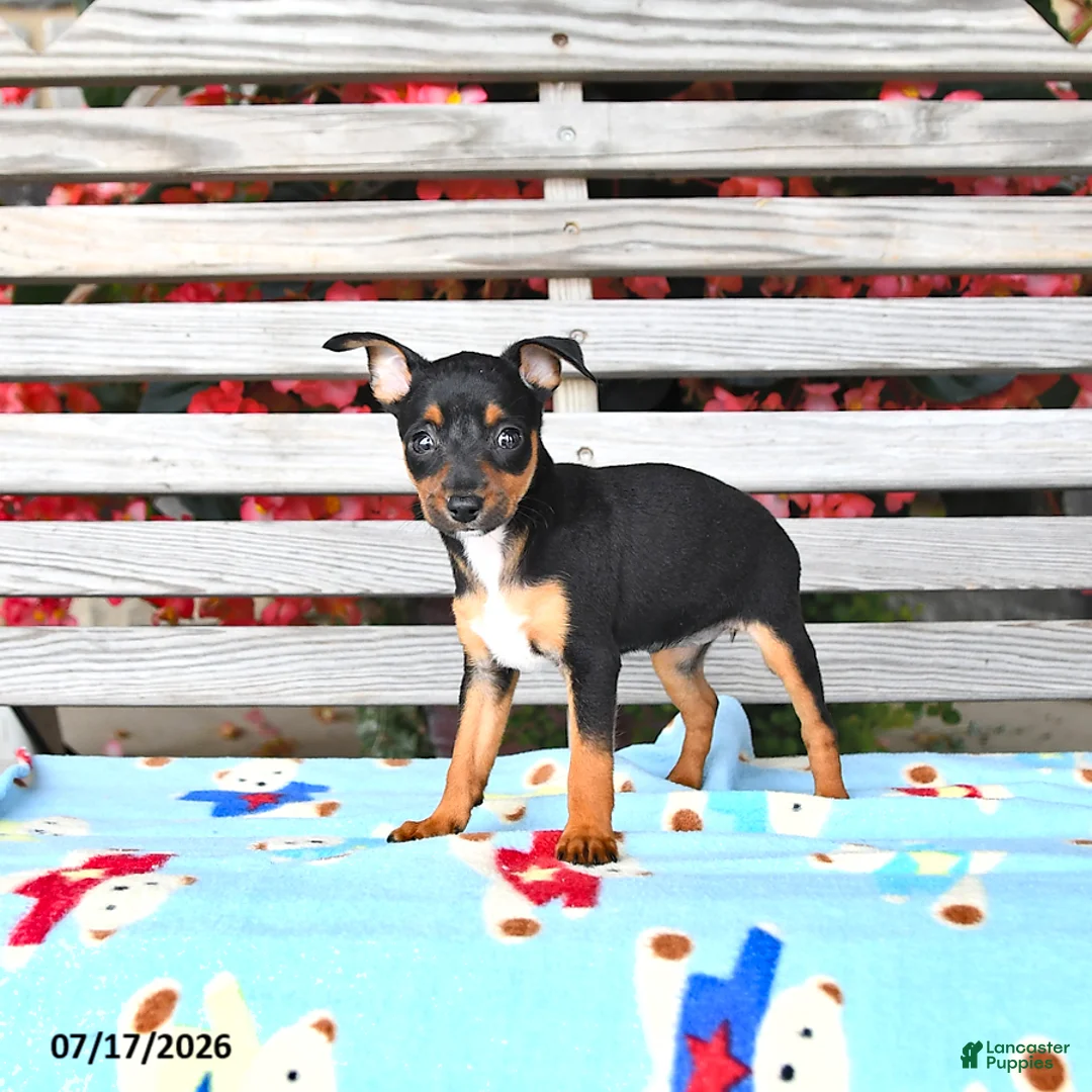 Miniature Pinscher dogs for sale: Jenna   extra small - Ad 2