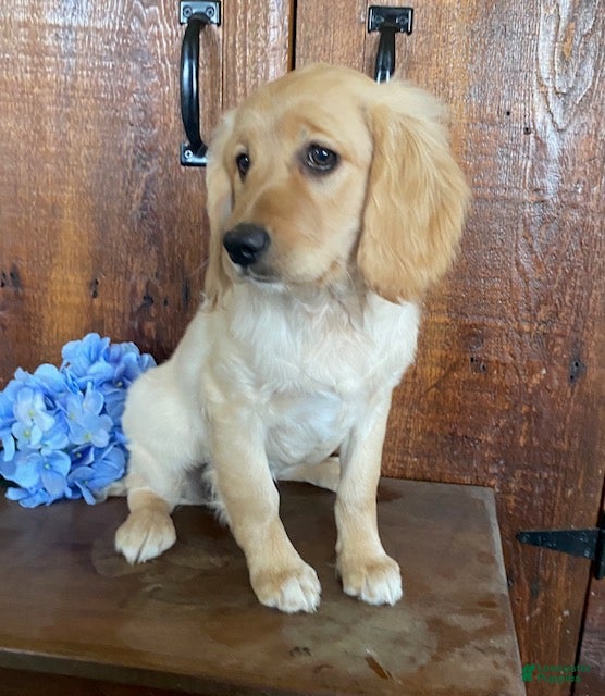 Mini Goldendoodle dogs Lady - Ad 2