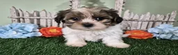 Shorkie dogs for sale: Cash - Ad 3