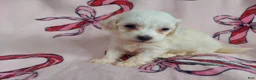 Maltipoo dogs for sale: Osiris---Maltipoo, in home raised, non-shedding - Ad 4