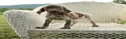 German Shorthaired Pointer dogs for sale: Hazel - Ad 1
