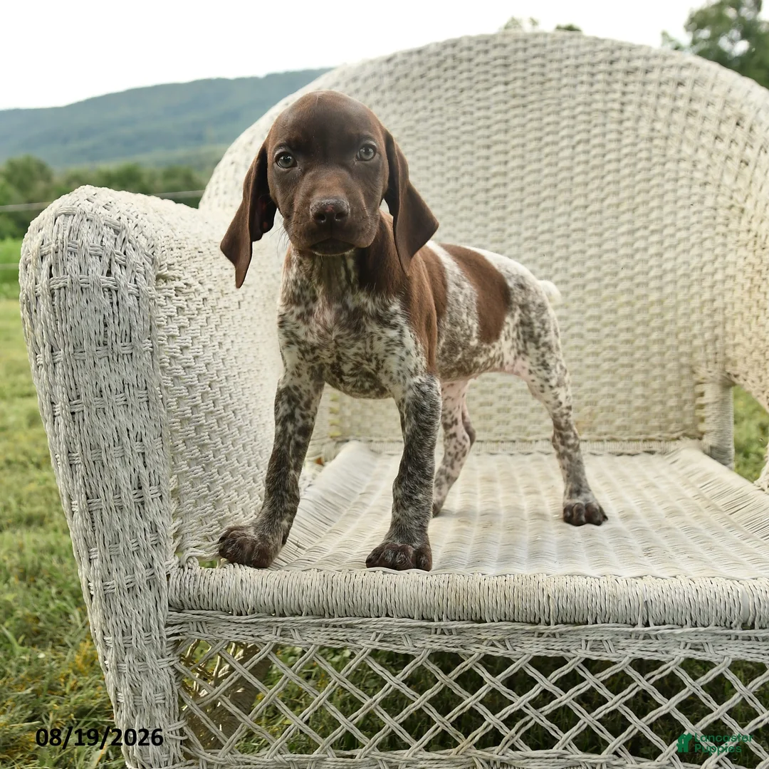 German Shorthaired Pointer dogs for sale: Hazel - Ad 1