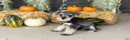 Miniature Schnauzer dogs for sale: Sal  - Ad 4