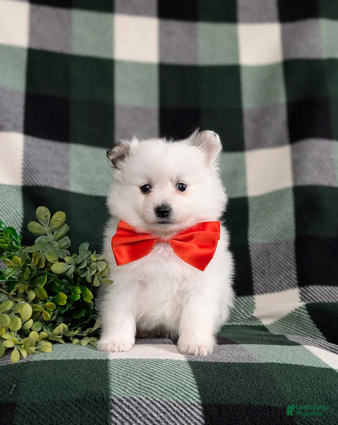 Pomeranian dogs for sale: Marlow - Ad 2
