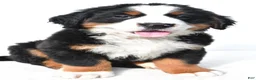 Bernese Mountain Dog dogs for sale: Biscuit - Ad 3